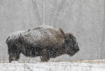 Male American bison (Bison bison) under a heavy snowstorm, Neal Smith National Wildlife Refuge, Iowa