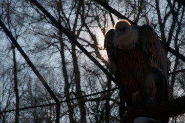 Large bird of prey 