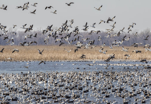 Spring migration of snow geese (Chen caerulescens), Loess Bluffs National Wildlife Refuge, Missouri, USA