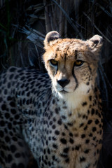 Cheetah in the sun