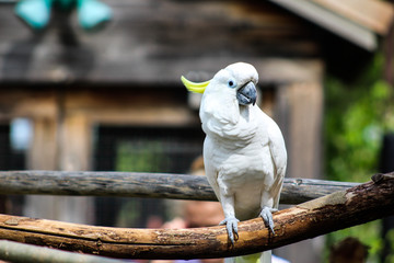 Cockatoo on branch