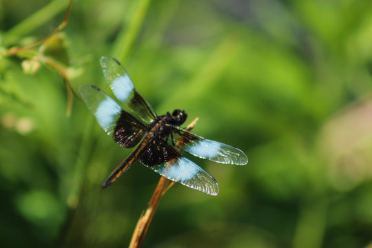 Blue dragonfly on grain