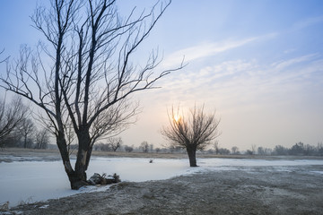 Wierzby nad brzegiem rzeki, Mroźny zimowy poranek na Mazowszu