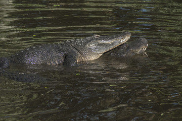 Alligator Love