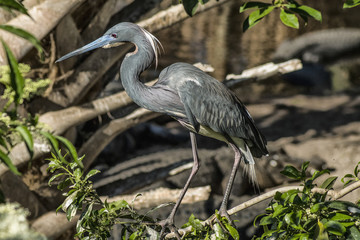 Tricolor Heron