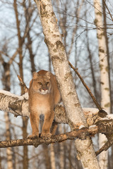 Adult Female Cougar (Puma concolor) Stands on Tree Branches