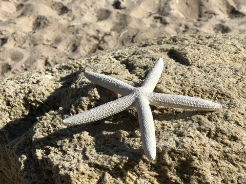 White Starfish on Sand Photo image