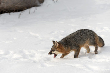 Grey Fox (Urocyon cinereoargenteus) Cries Out