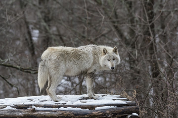 Rocky Mountain Gray Wolf