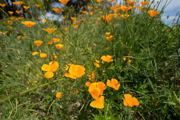 花壇いっぱいのオレンジ色の花