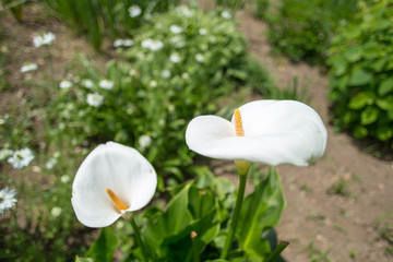 白い花2
