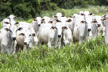 Herd of Nelore cattle grazing in a pasture