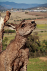 Kangaroo in Australia 