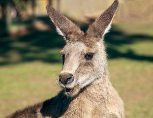 Portrait of a Kangaroo in Australia 