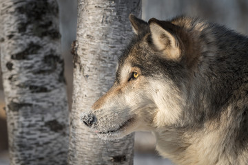 Naklejka na ściany i meble Grey Wolf (Canis lupus) Profile Against Tree Trunks