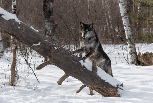 Fototapeta Black Phase Grey Wolf (Canis lupus) Paws Up on Tree