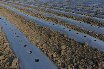 Plastic mulch is a product used, in a similar fashion to mulch, to suppress weeds and conserve...