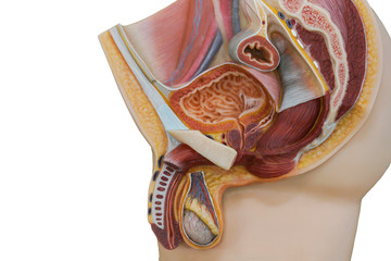 Anatomy of penis and male Urinary system for physiology education
