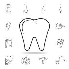 Premium tooth icon or logo in line style. Detailed set of human body part icons. Premium quality graphic design. One of the collection icons for websites, web design, mobile app