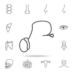 Human organ symbol prostate gland. Detailed set of human body part icons. Premium quality graphic design. One of the collection icons for websites, web design, mobile app