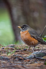 orange chested robin resting on the ground