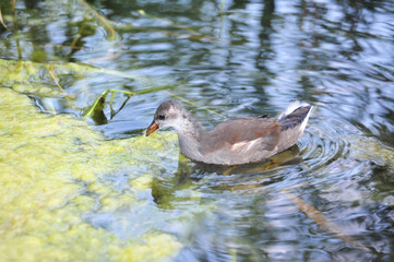 Gallinula chloropus in lake