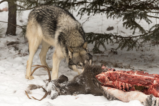 Grey Wolf (Canis lupus) Look Over Deer Carcass