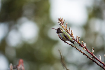 hummingbirds resting on the tip of a branch on a cloudy morning
