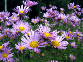 Fototapeta premium lilac flowers on the field with insect