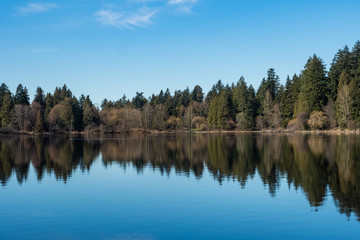 Fototapeta na wymiar forest and blue sky cast reflection on calm lake
