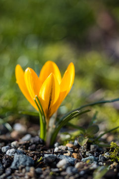 single yellow crocus flower still life with blur background