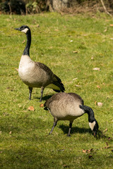 two geese eating and sunbathing on the grass field under the sun