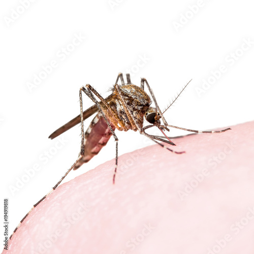 zika virus bug bite
