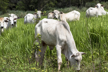 Fototapeta premium Herd of Nelore cattle grazing in a pasture