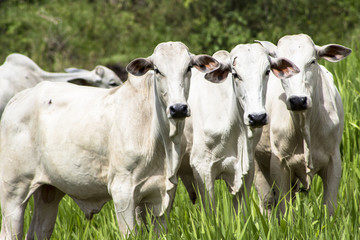 Herd of Nelore cattle grazing in a pasture