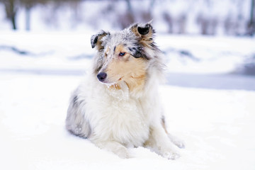 Young blue merle funny rough Collie dog lying outdoors on a snow in winter