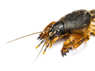 Adult Mole Cricket Orthoptera Pest Insect Isolated on White