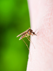 Yellow Fever, Malaria or Zika Virus Infected Mosquito Insect Macro