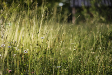 Landscape is summer. Green trees and grass in a countryside land