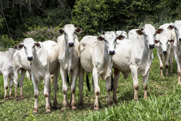 Herd of Nelore cattle grazing in a pasture