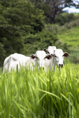 Herd of Nelore cattle grazing in a pasture