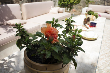 Close up view of flower with outdoor seatings in the background in sunny summer day.