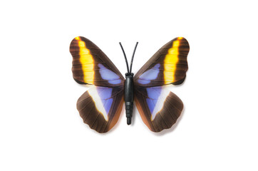 Colourful butterfly isolated on white background