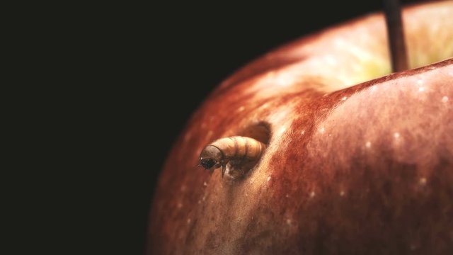 the larva feeds on a red Apple and chewed a hole in it,close-up