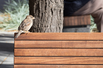 Sparrow perching on the back of a wooden bench in a park. - Powered by Adobe