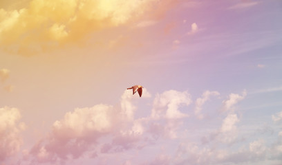 white clouds in a sky