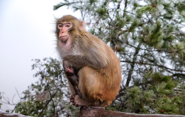 Monkey sit on the fence at Zhangjiajie