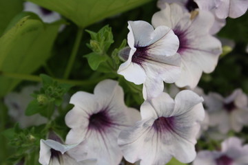 Close up of the petunias