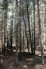 Pine forest. Depths of a forest. Journey through forest paths. T