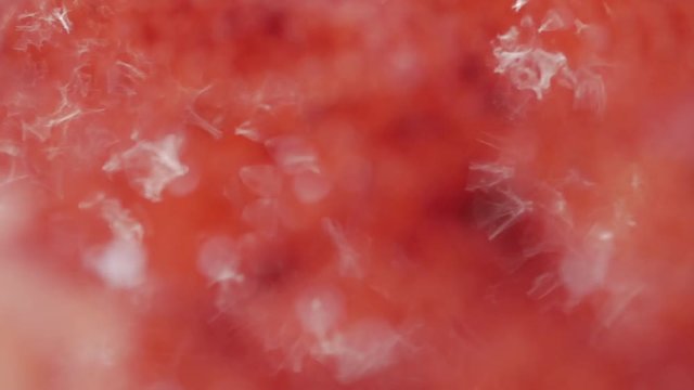 Abstract image macro close-up ,boiling red liquid. Slow motion.
